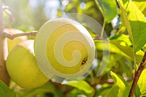 Yellow Ripe ApplesÃÂ in Orchard,ÃÂ Apple Tree,ÃÂ Golden Delicious photo